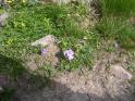 et les pensées sauvages (Viola carcarata) pâlissent au soleil